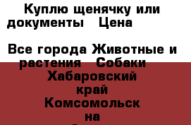 Куплю щенячку или документы › Цена ­ 3 000 - Все города Животные и растения » Собаки   . Хабаровский край,Комсомольск-на-Амуре г.